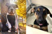 Meet this week's pets, Eclipse and Jolene.