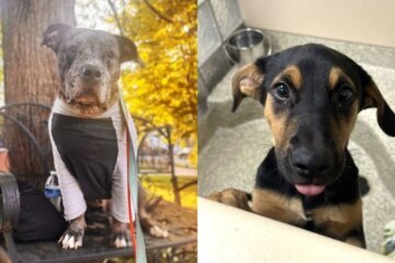 Meet this week's pets, Eclipse and Jolene.