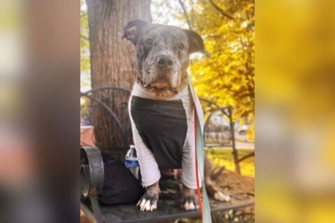 Meet Eclipse, a 2-year-old pup who loves couch time and playtime