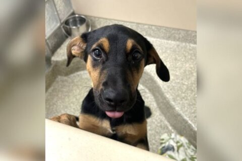 Meet Jolene, an adorable puppy who’s easy to love
