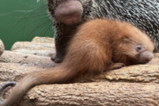 The National Zoo welcomes a prickly porcupette