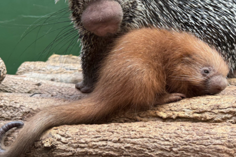 The National Zoo welcomes a prickly porcupette