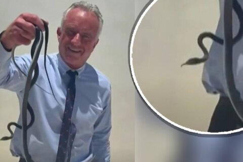 Robert Kennedy Jr. causa revuelo al atrapar serpientes con sus manos. No es la primera vez que lo hace