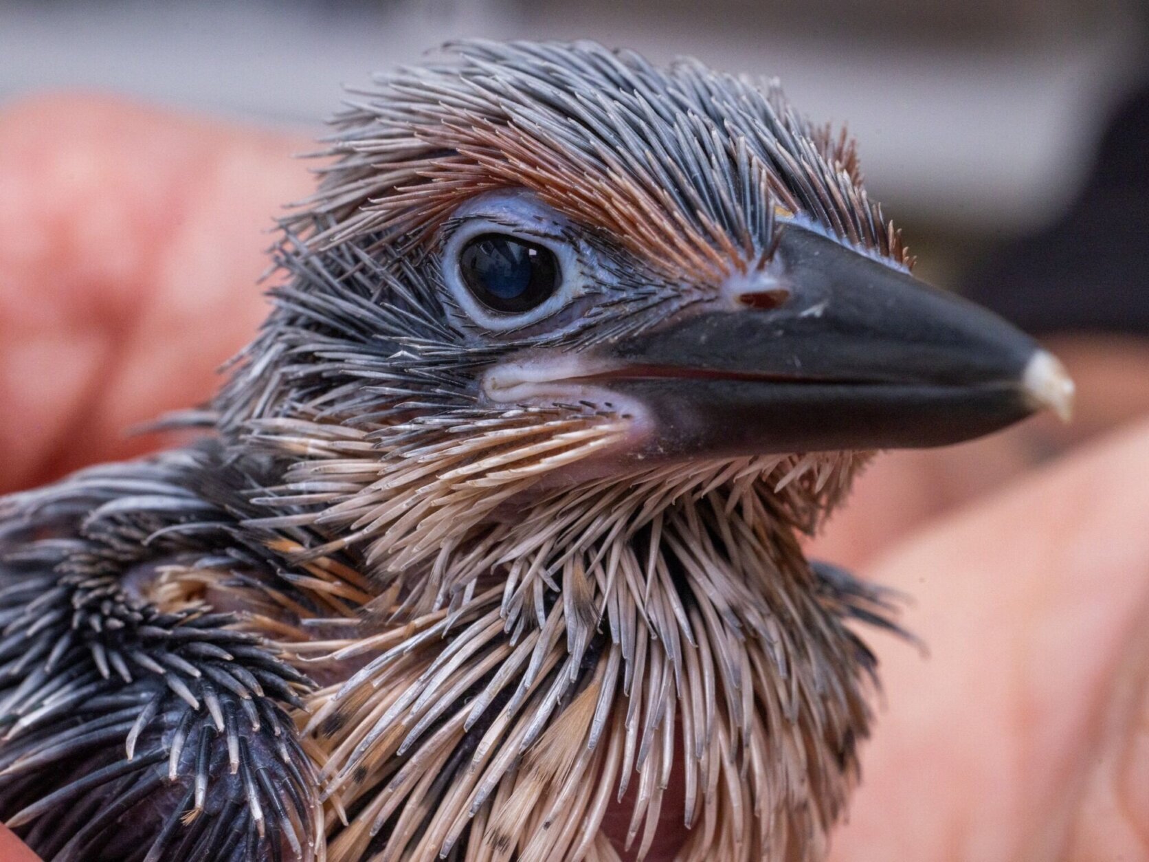 a bird close up