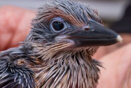 a bird close up
