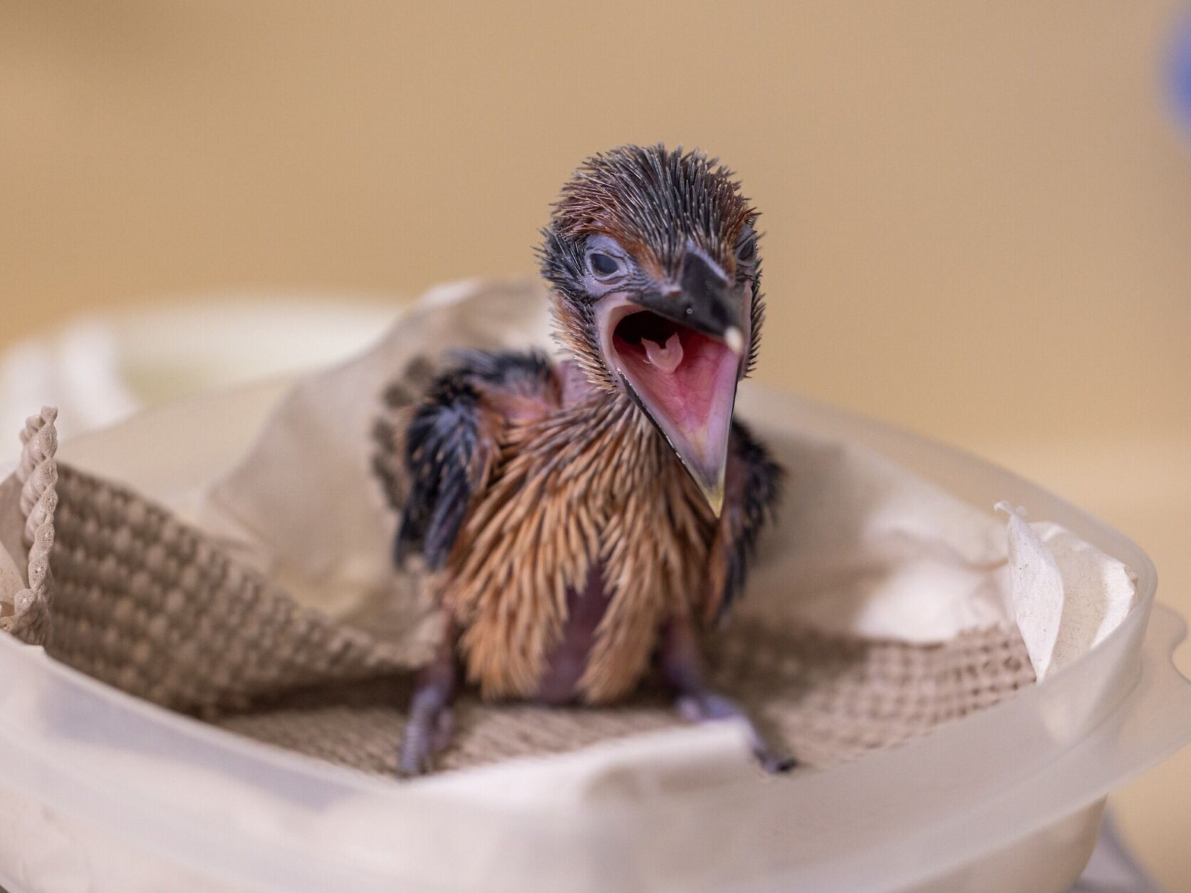 baby chick opens mouth wide