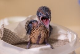 baby chick opens mouth wide