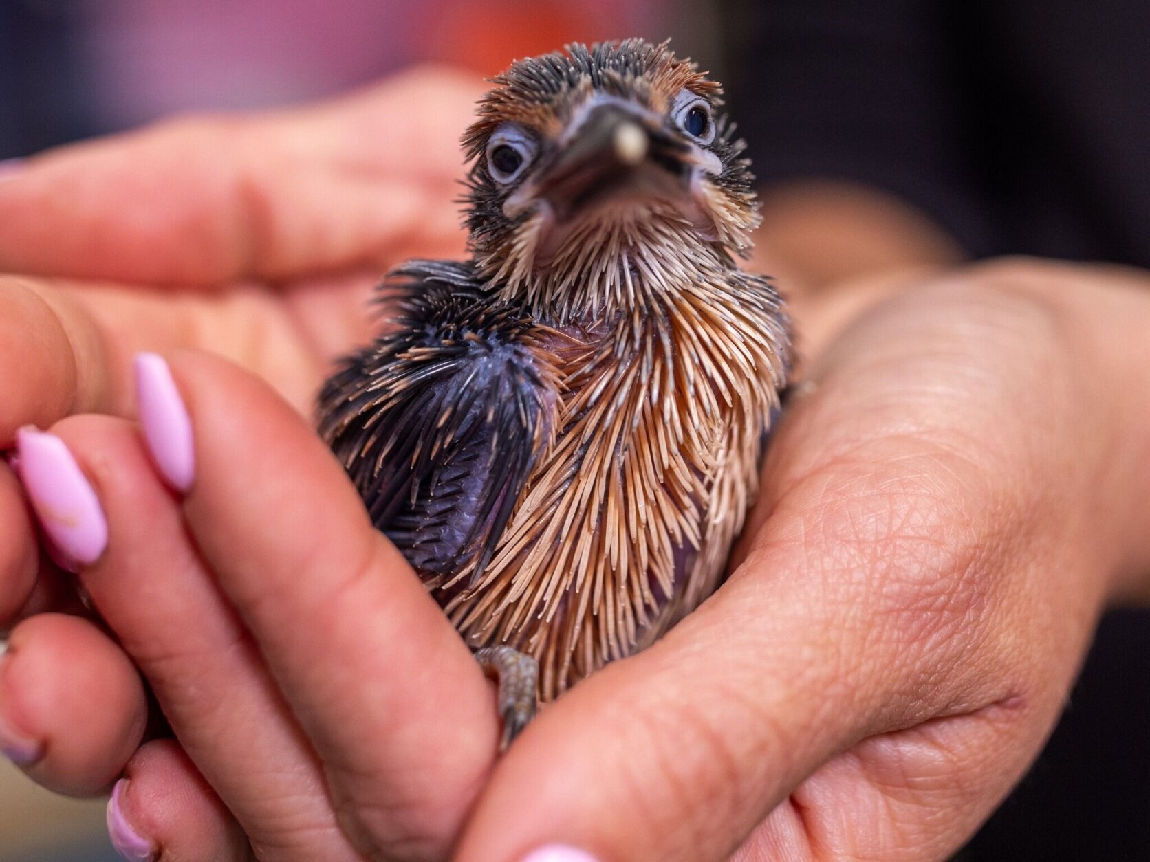 a baby chick in women's hands