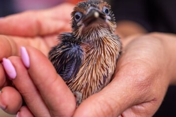 a baby chick in women's hands