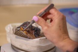 woman hand prods at baby chick with tweezers while giving care
