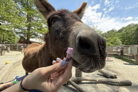 Miniature donkeys at Smithsonian's National Zoo