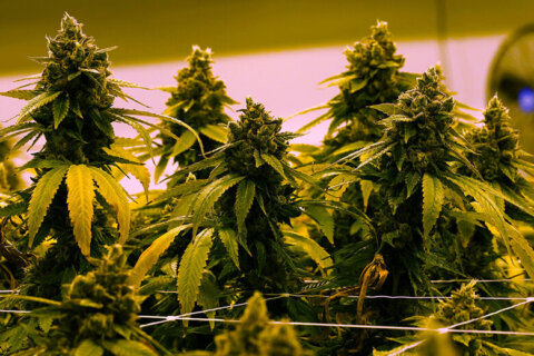 Virginia to allow recreational marijuana to be sold in retail stores beginning in 2027