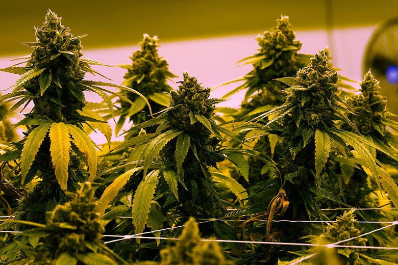 Virginia to allow recreational marijuana to be sold in retail stores beginning in 2027