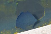 Troubled Reflecting Pool faces fresh scrutiny over vandalism claims and duck deaths