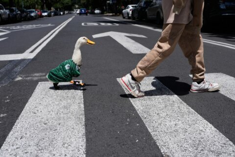 Meet Merlin the duck, a Mexico City streetside regular turned World Cup mascot
