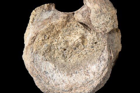 A rare dinosaur fossil from Antarctica is found tucked away in a drawer