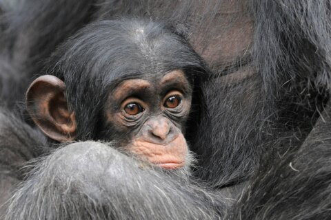 Get a load of this: Humans and great apes share similar giggles