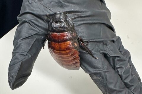 Australian cockroach kingpin caught with 100,000 illegal insects in record bug bust