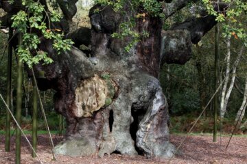 Britain Robin Hood Oak Tree