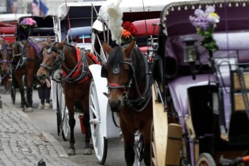 Central Park Horse Injury