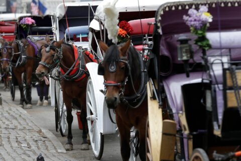 Teenager dies after being thrown from horse-drawn carriage in NYC’s Central Park