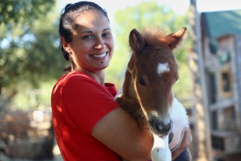 A month-old pony moves to a 4th-floor apartment in Croatia. Neighbors don’t mind