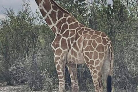 A giraffe named Gracie escaped in Texas. No one can seem to find her
