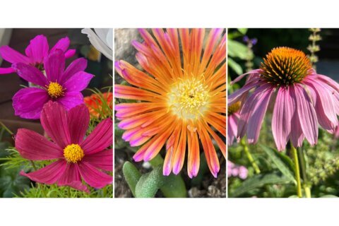 Flower gardens endure hot, dry summers better if you choose these plants
