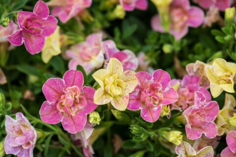 The AP’s gardening expert has a list of 10 top-performing new plants for this season