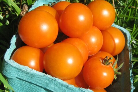5 tomato superstars for a mouthwatering summer harvest