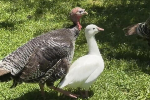 A goose and turkey