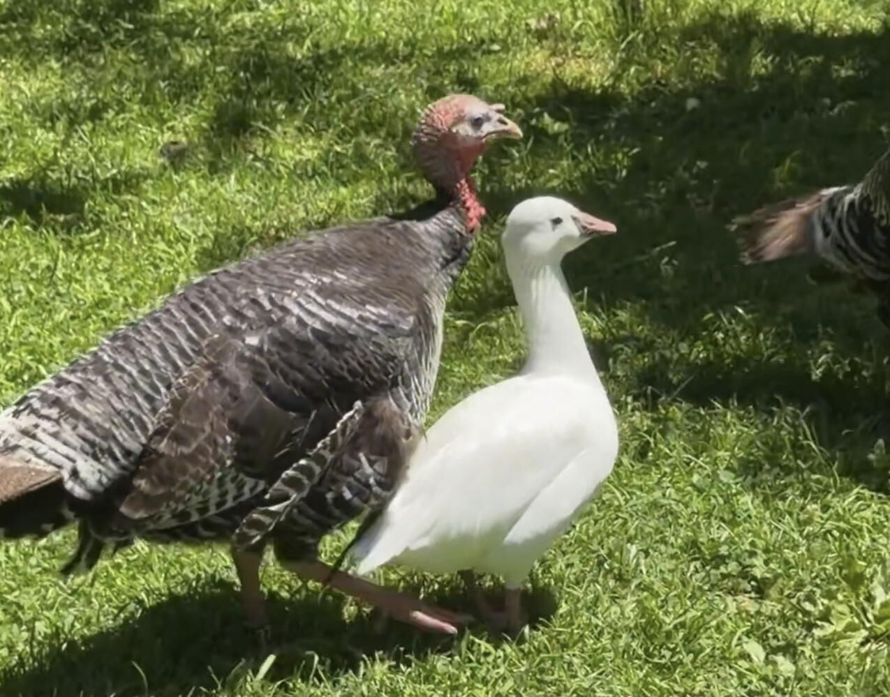 An American Romance: Introducing George the Goose and His Turkey Partner Felicity from the National Zoo