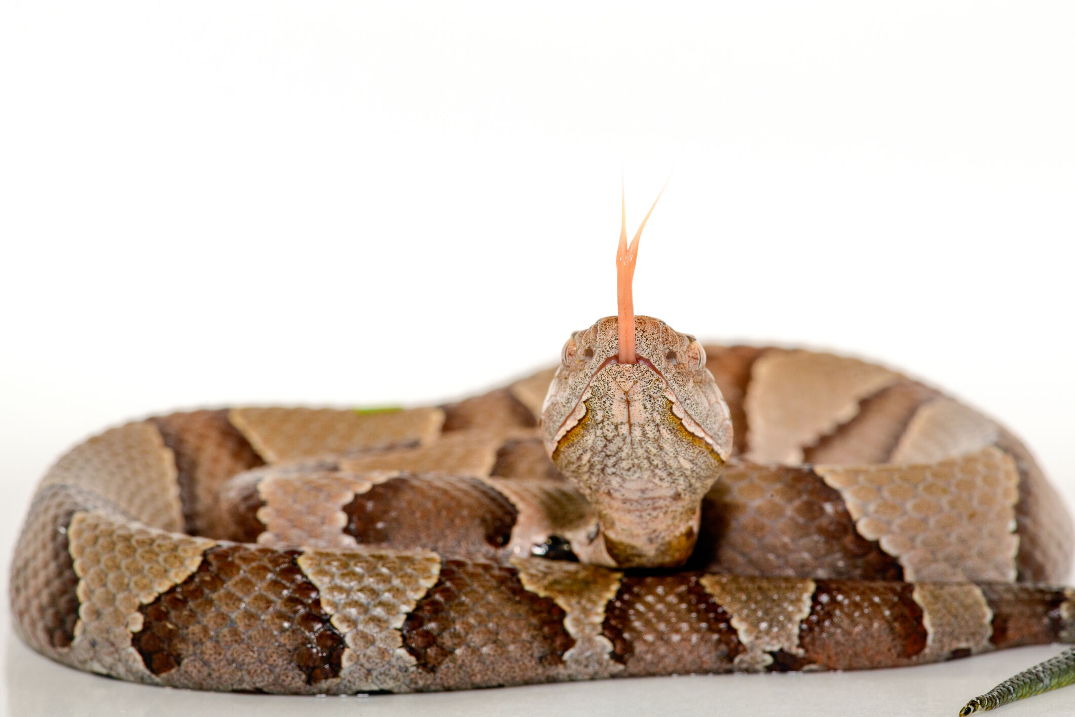 Copperhead snakes, a common summer sighting, are popping up in the DC area earlier