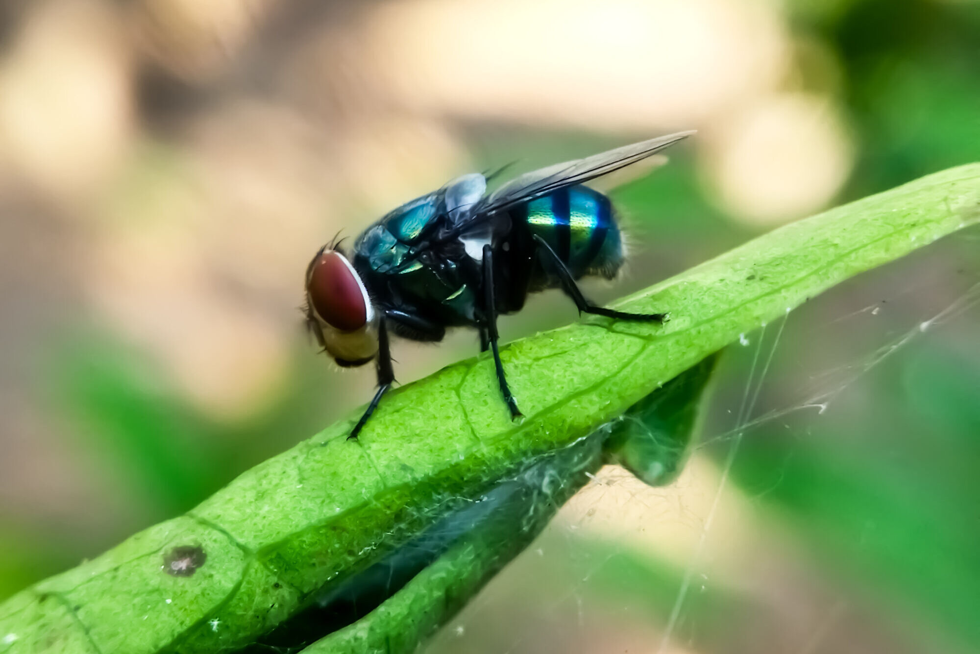 Vigilance prescribed by Virginia’s state veterinarian in fighting New World screwworm