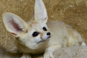 A fennec fox at the Smithsonian's National Zoo. (Courtesy Clyde Nishimura/Smithsonian's National Zoo)