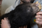 Meet two of the National Zoo's newest babies — the sloth bears!