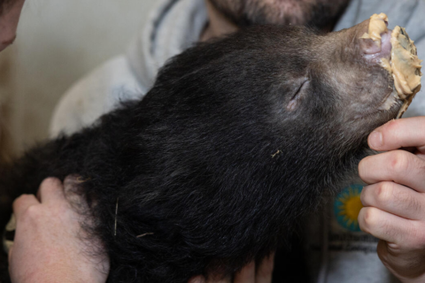 Meet two of the National Zoo’s newest babies — the sloth bears!