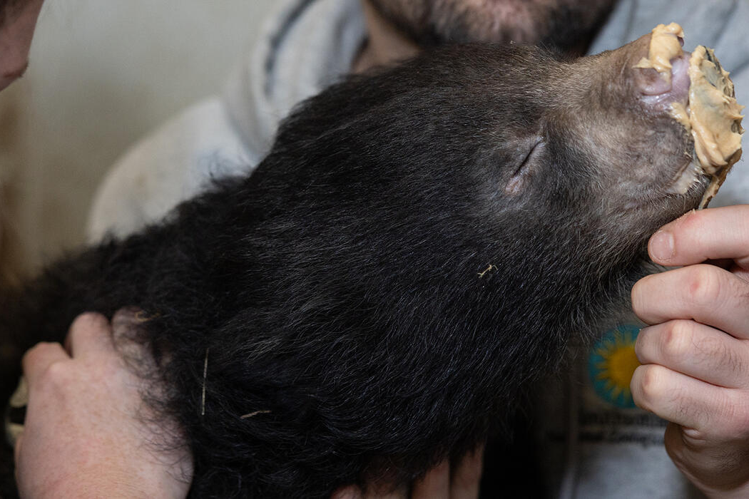 Meet two of the National Zoo’s newest babies — the sloth bears!