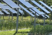 Agrivoltaics could help Va. farmers stay in business, power electric grid