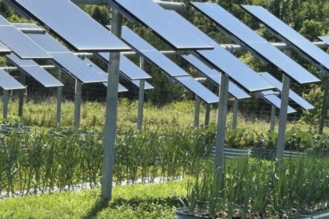 Agrivoltaics could help Va. farmers stay in business, power electric grid