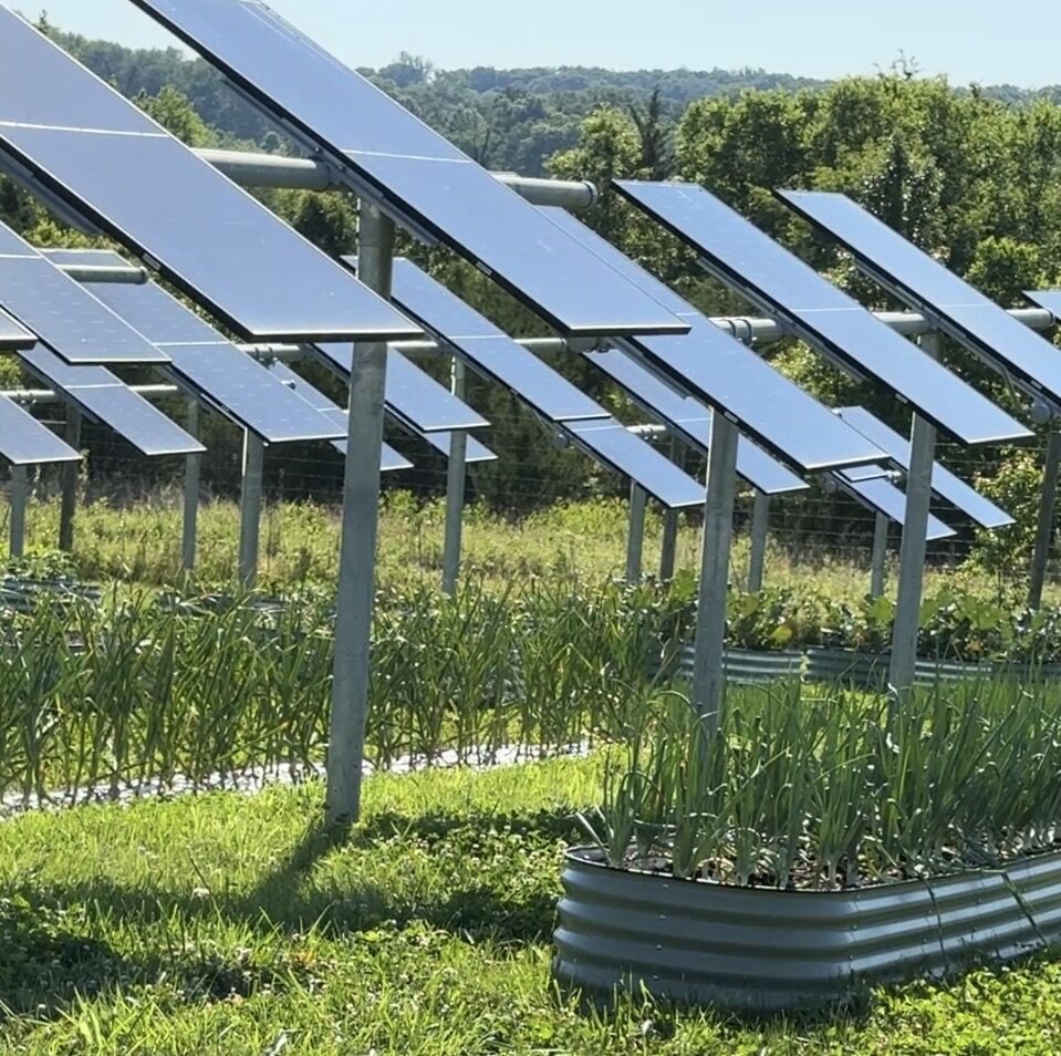 Agrivoltaics could help Va. farmers stay in business, power electric grid