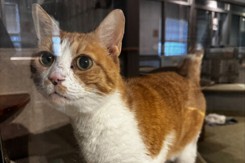 Meet James, a 10-year-old tabby with a calm demeanor