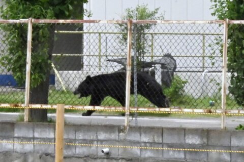 A bear injures 4 people in a residential area of Japan as the annual number of attacks rises