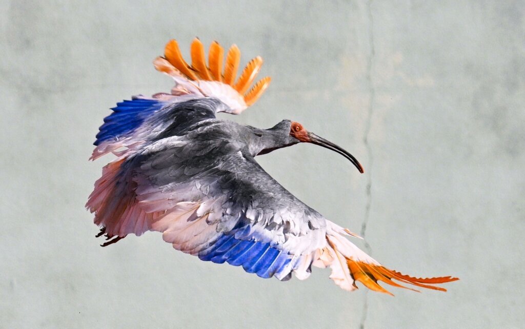 8 crested ibises released in Japanese town decades after extinction in Japan
