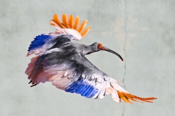 Japan Crested Ibises