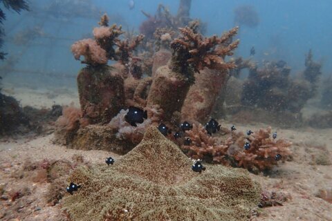African and Commonwealth nations in Kenya urge quick execution of a key treaty protecting oceans