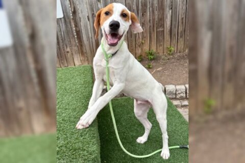 Meet Luke, a 7-month-old hound pup who loves to smile