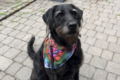 Meet River, a well-mannered terrier who loves to play