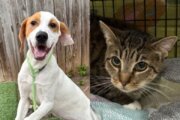 dog and cat