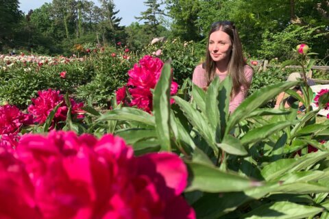Tens of thousands are making annual peony pilgrimage to University of Michigan’s garden